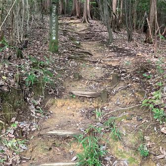 登山道