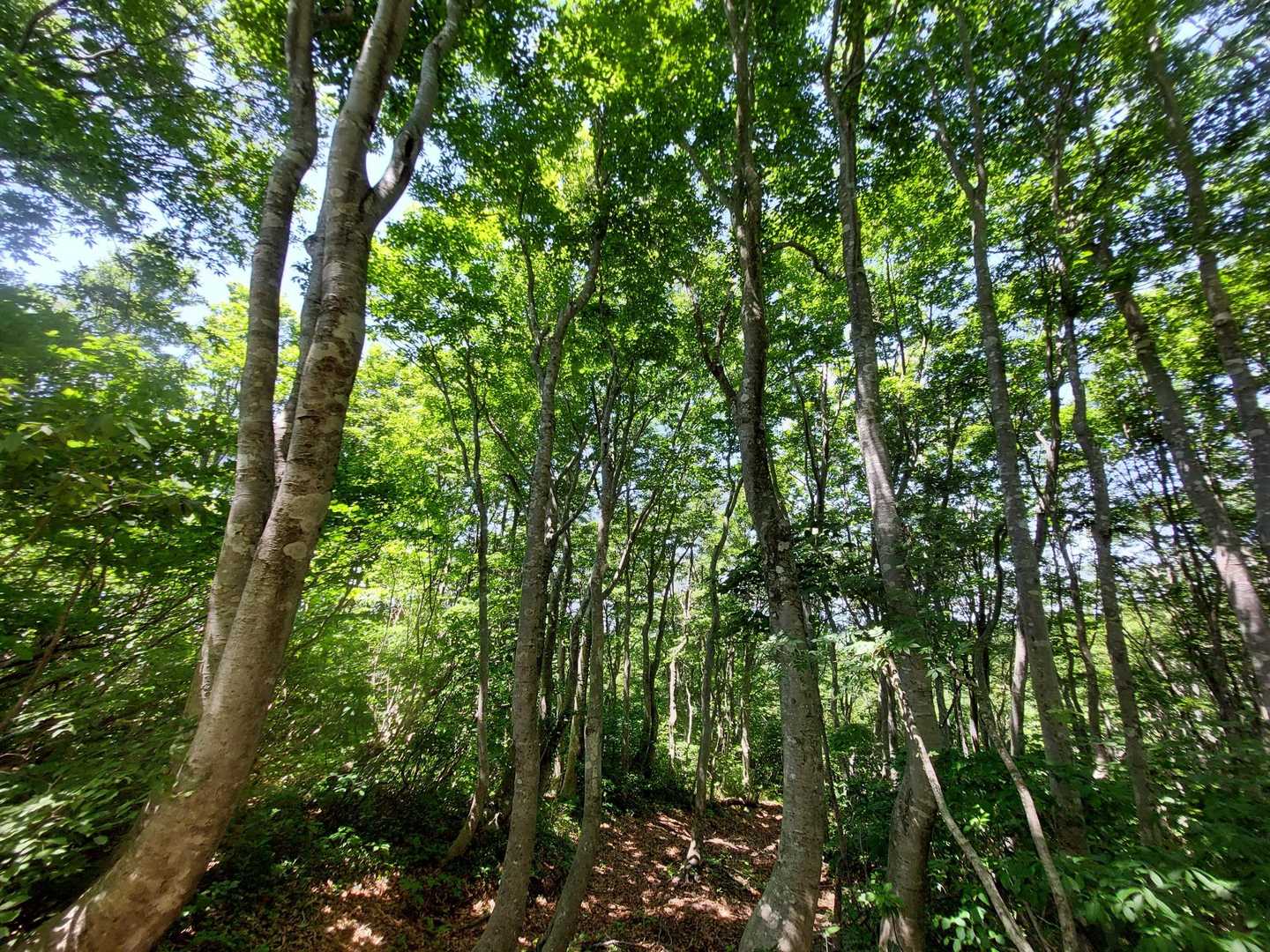 北丈競山-丈競山-浄法寺山-冠岳 周回コースの写真