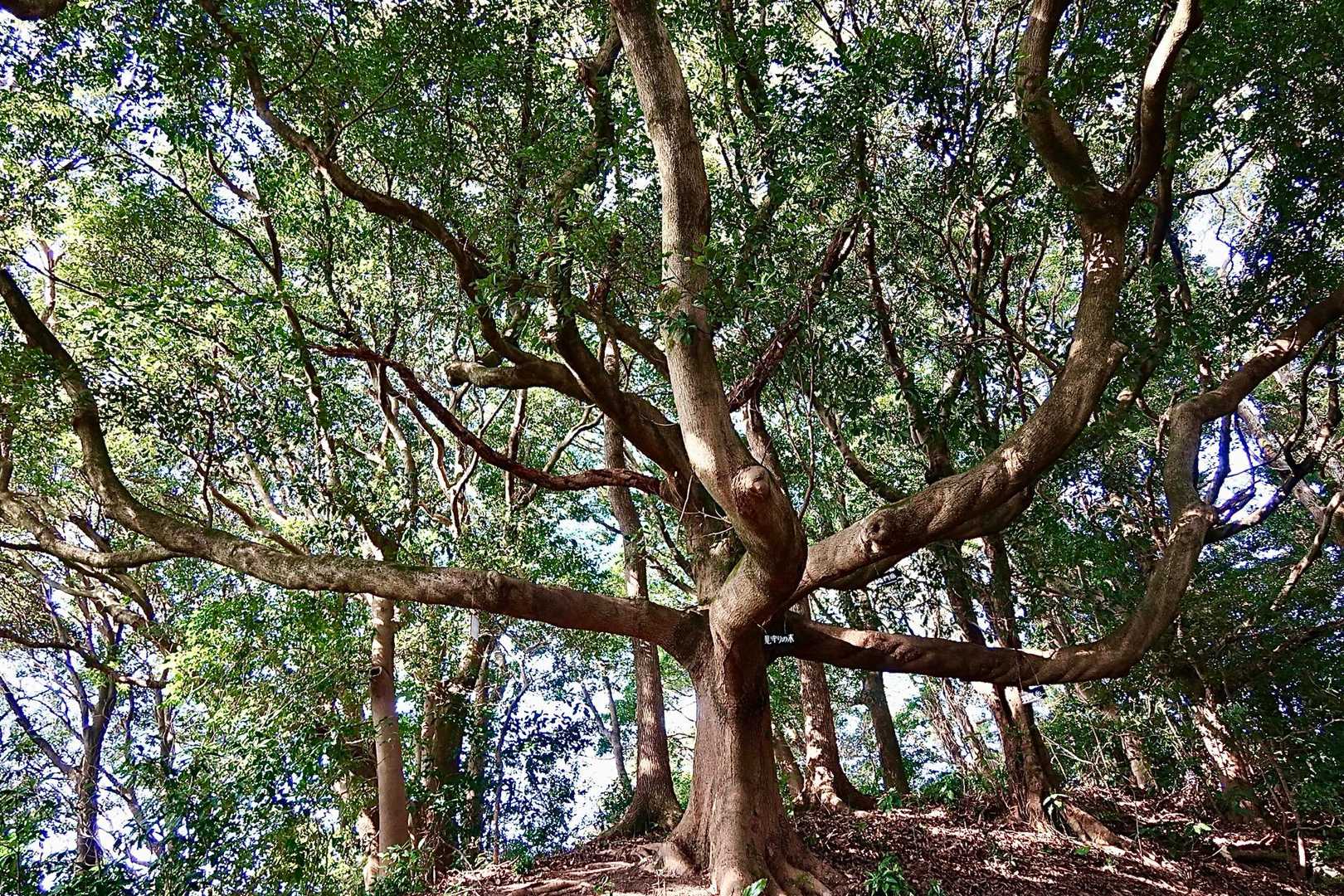 見守りの木通過〜🌳