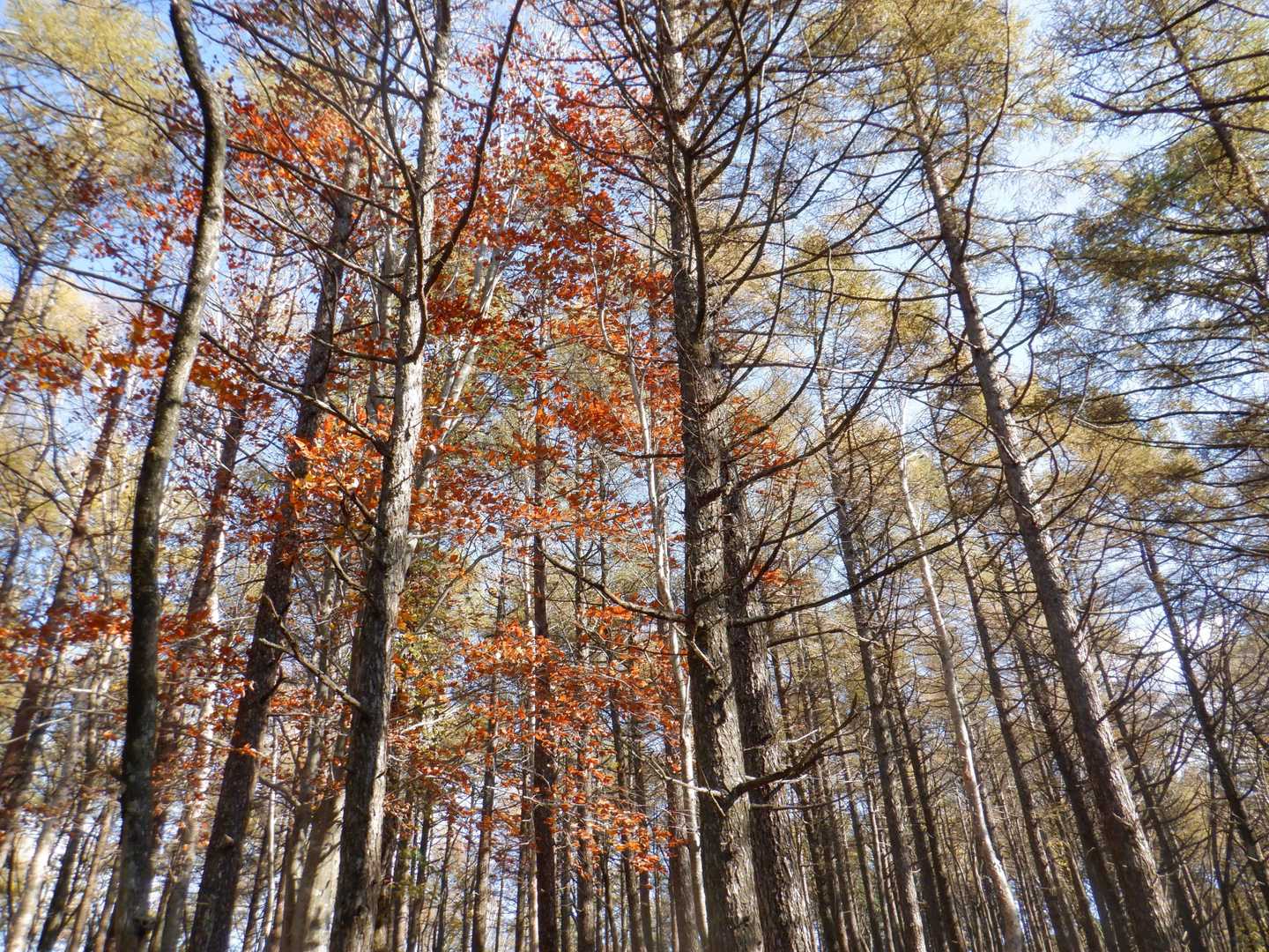 藤原登山口-鶏頂山-釈迦ヶ岳 往復コースの写真