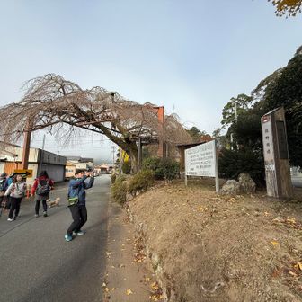 立派な枝垂れ桜の木がありました
花が咲いたら見事なんだろうな🥰