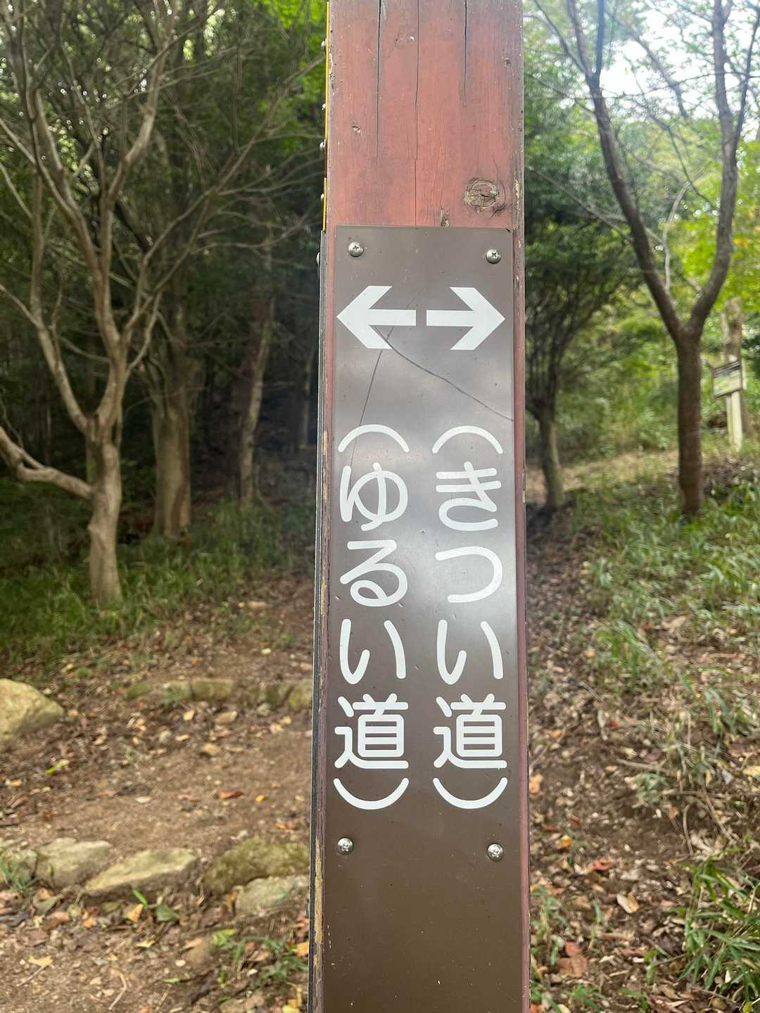 油コブシ-六甲山上駅の写真
