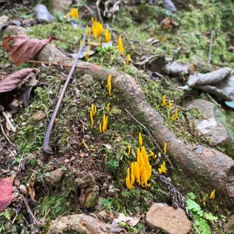 🍅とまきの🍄‍🟫