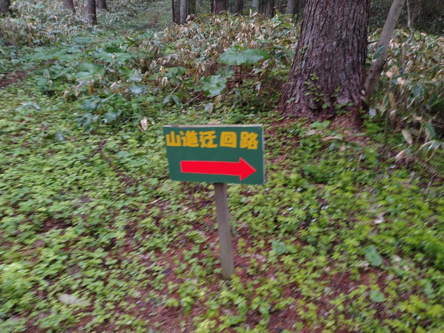 最後は迂回路を使いましたがとても歩きやすい道でした🚶‍♀️