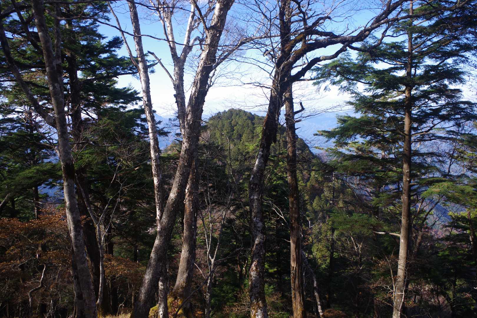 酉谷山から下りの尾根は非常に歩きやすい道だった。左手には、周辺の紅葉にはまるで関係がないと言わんばかりに黒々とした樹木が生い茂る小黒と思われる頂が見えていた。
