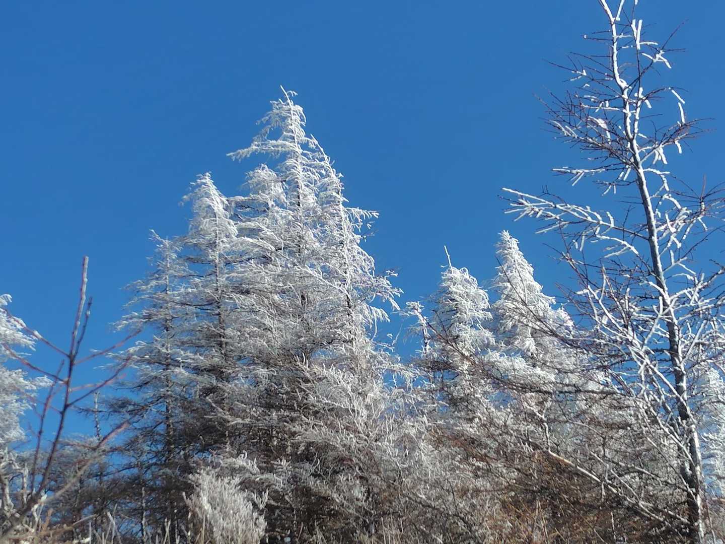 霧氷❄
