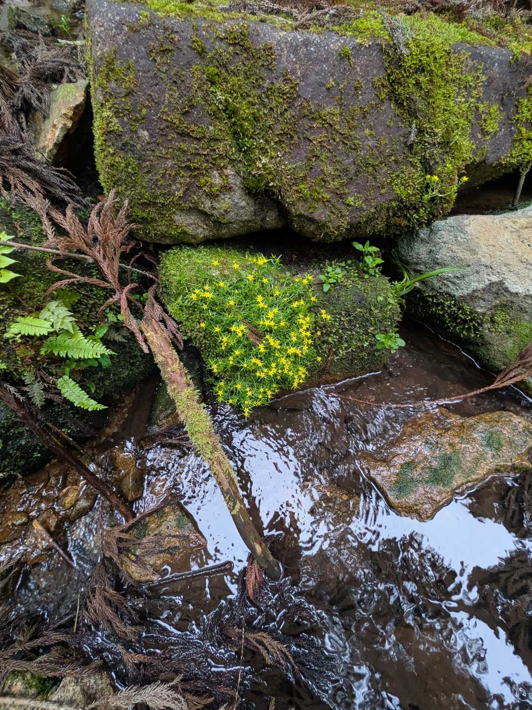 沢沿いに咲く黄色い花🌼