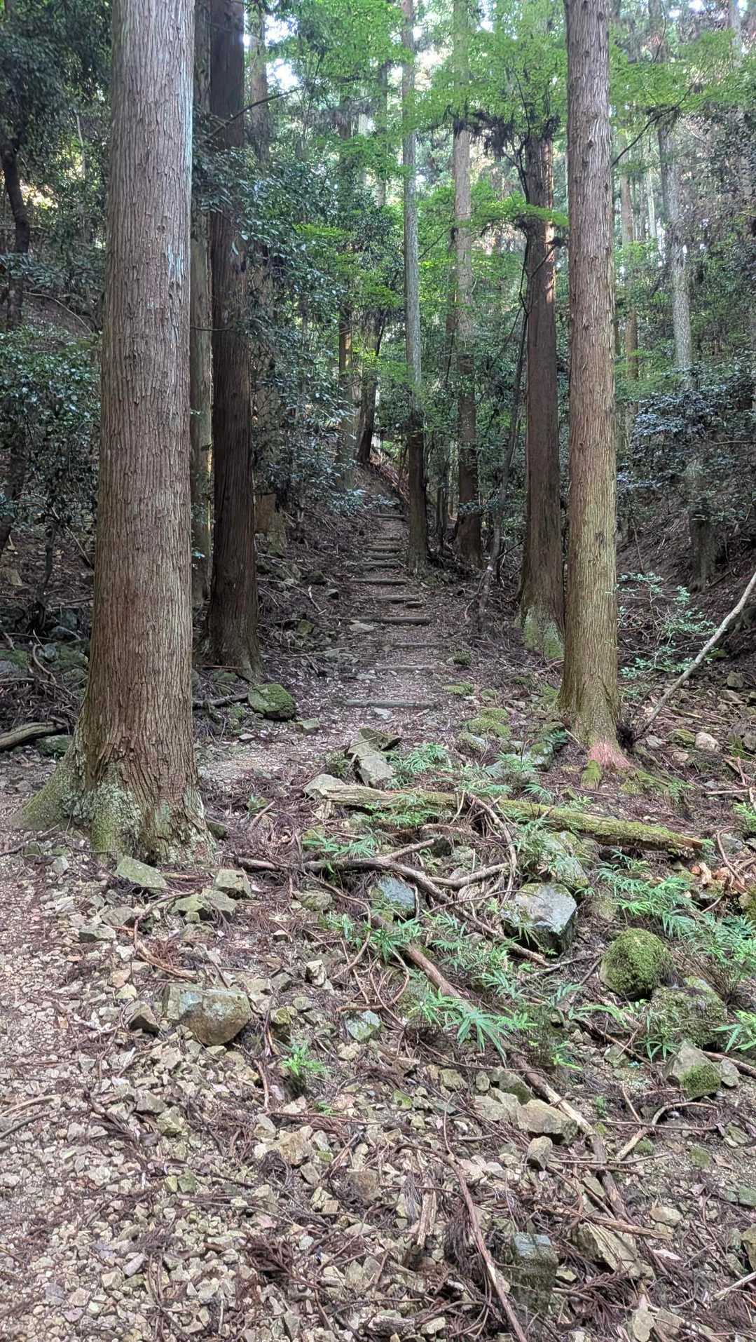 石子詰登山口-天上ヶ岳-三国峠-箕面山 往復コースの写真