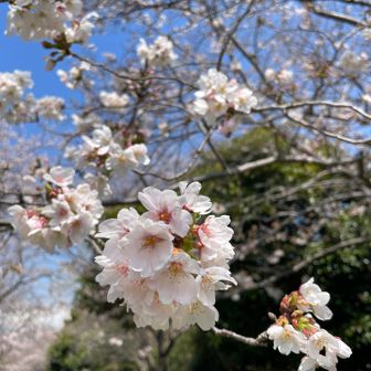 ソメイヨシノ🌸
満開までもう少しだね