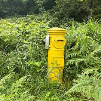 左に入り口があるのだが藪で全く見えない