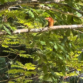 アカショウビン
カエル捕まえて食べる前の行動はスプラッターだけど、鳴き声とか可愛いから好き