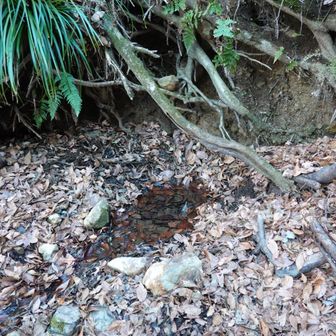 一般コースの下山道を少し下りると水場がある。水量は少なかった