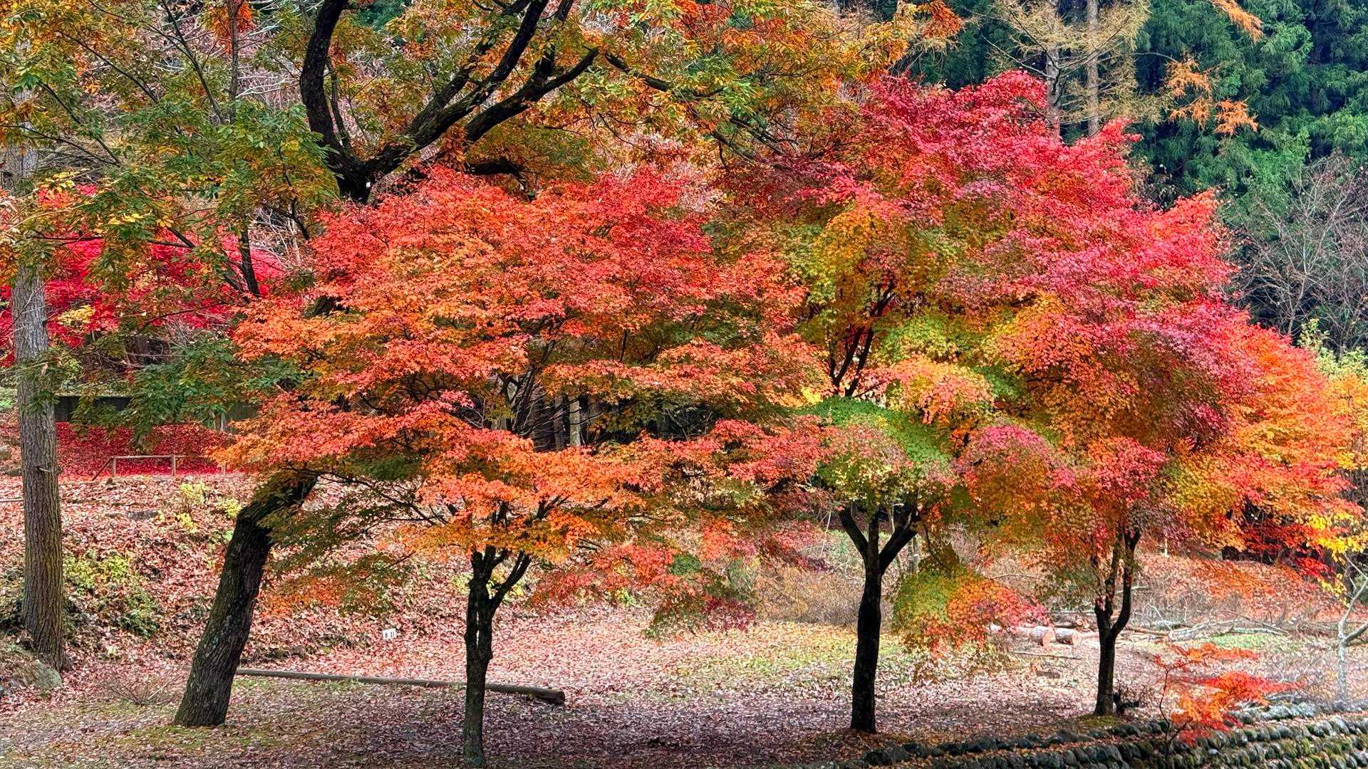 美しい紅葉🍁