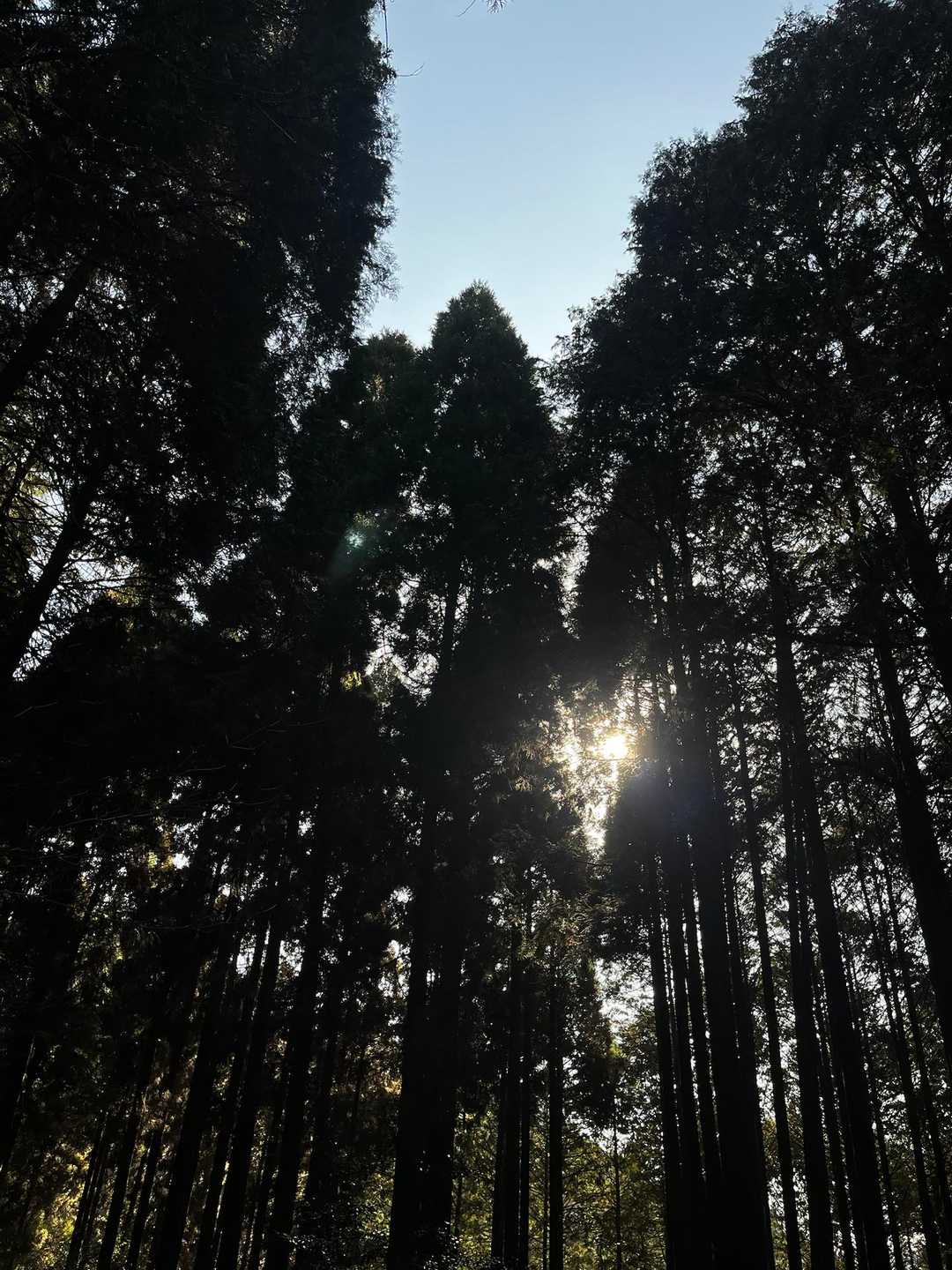 星塚山 周回コースの写真