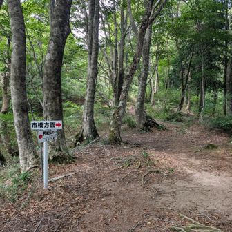 分岐に戻ってきた