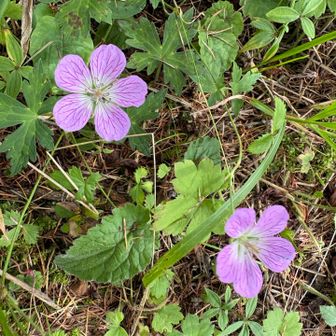 可愛い花　甲斐風露（かいふうろ）