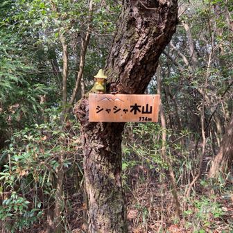 シャシャ木山にて

シャシャ木はヒサカキ(姫榊)の別名
です😚