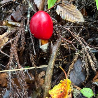 素人でもわかる毒きのこ🍄