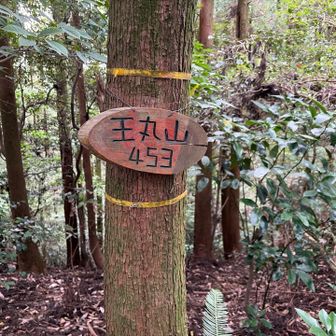 急登をクリアして１座目ゲット⛰️👍展望なし。

当初計画ではここで引き返すはずだったが…いつの間にか縦走始めてた💦🤣