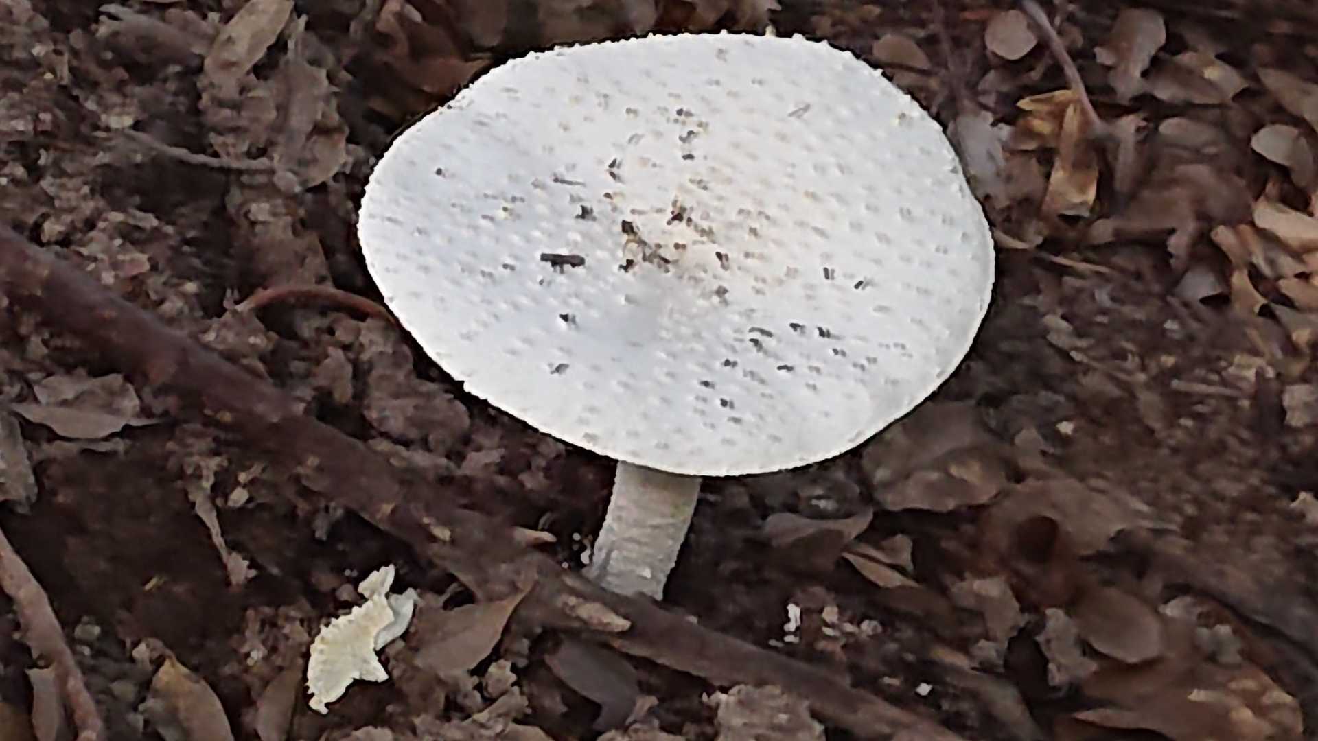 🍄