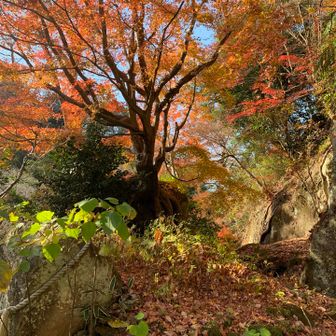 岩の上に生きるもみじの生命力