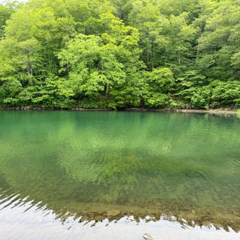 🐟は逃げないで近くを泳いでます