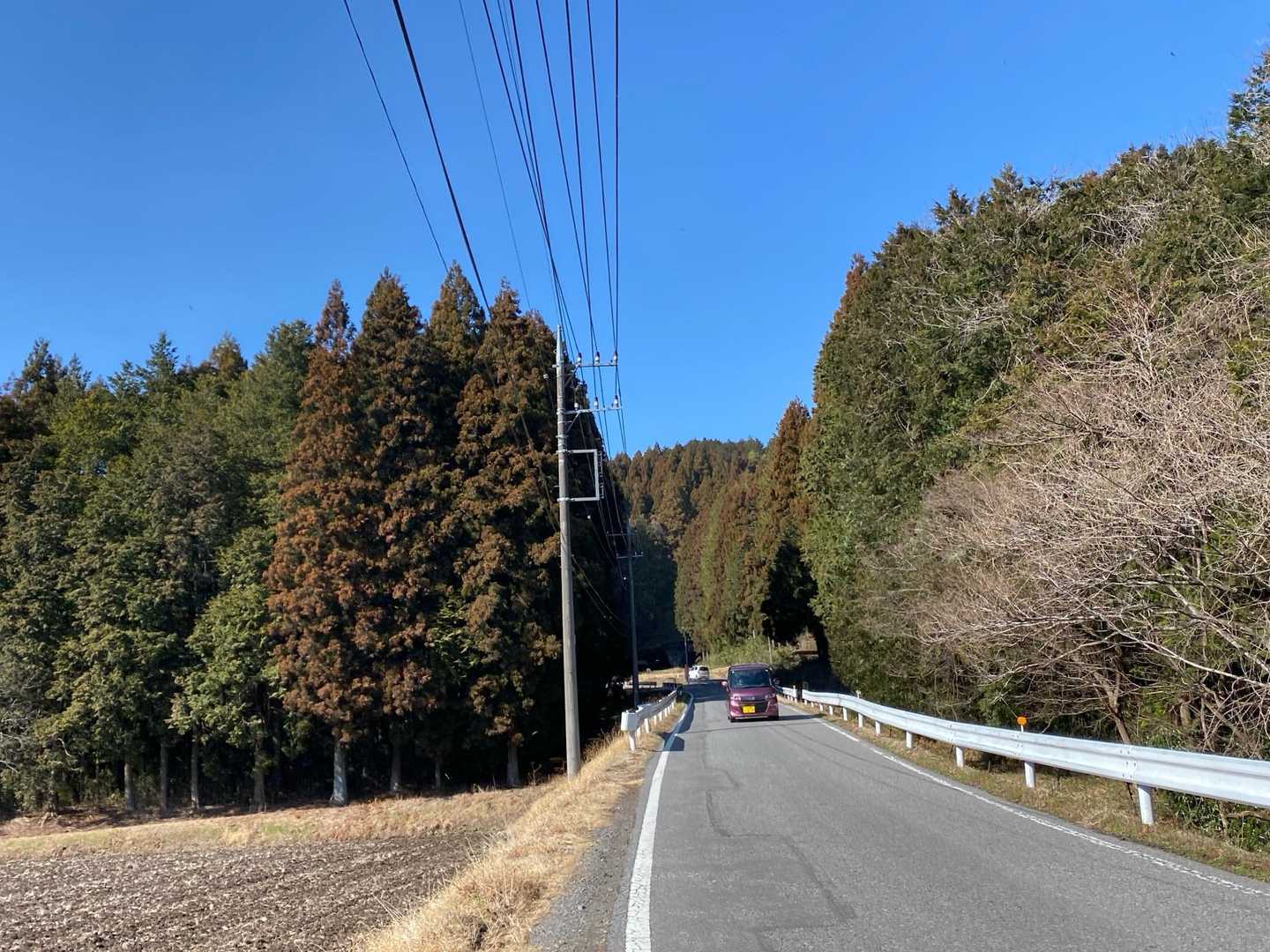 車道を歩く　杉林が強風で揺れる