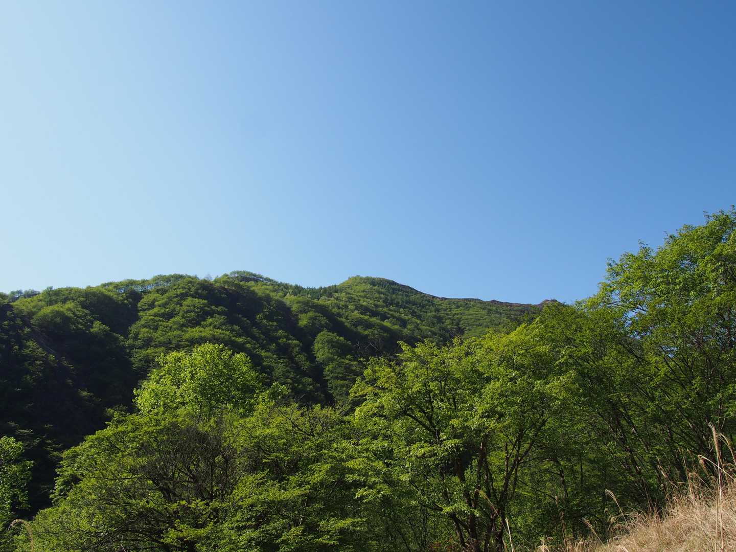 新緑が綺麗