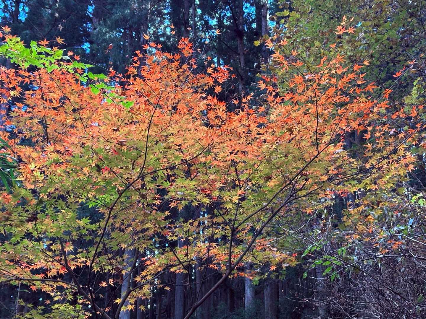 下山途中..何度も何度も

立ち止まっちゃう美しさ

素敵なグラデーション𓂂⁺˖⊹ 𓂂⁺˖⊹ 𓂂⁺˖⊹

徐々に移り変わっていくんだね...美