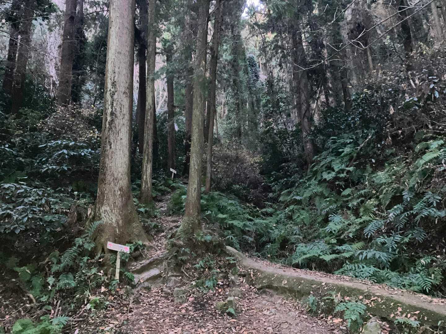 ここで林道から登山道になります。