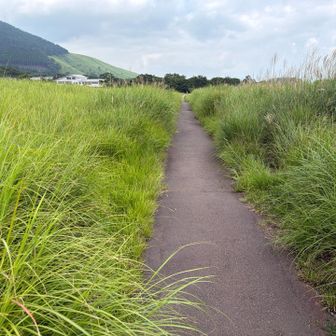 タデ原湿原🌱　春先は野焼きで何も生えていませんが、今は🟢溢れています。