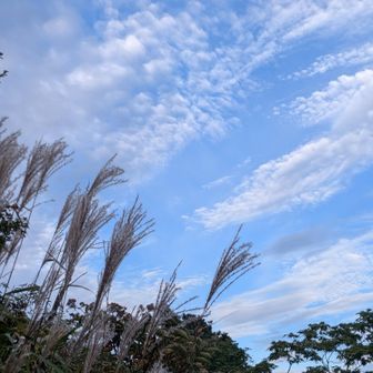🎼ススキのかんざし🎶 誰にあげようか❓️
