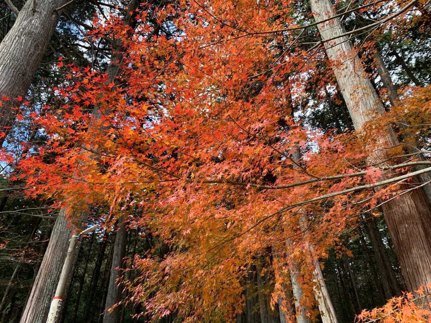 紅葉の赤、銀杏の黄、どっちもいいんだよね。