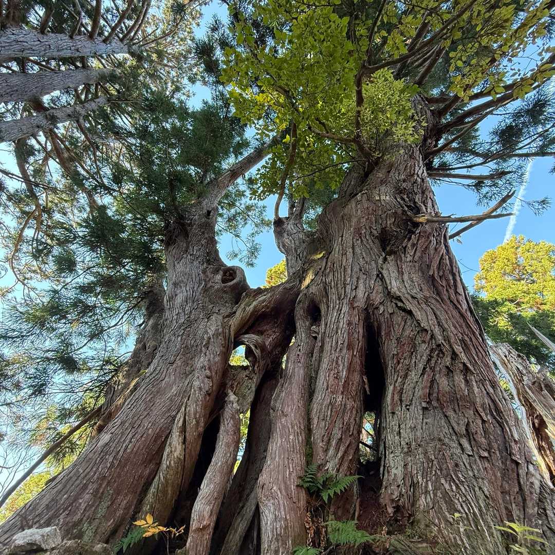 立山杉巨木
とにかく凄いわ🌲