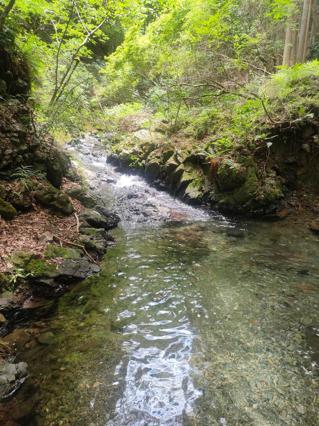 渓谷を渡って山頂カフェへ、能勢妙見山の周回の写真