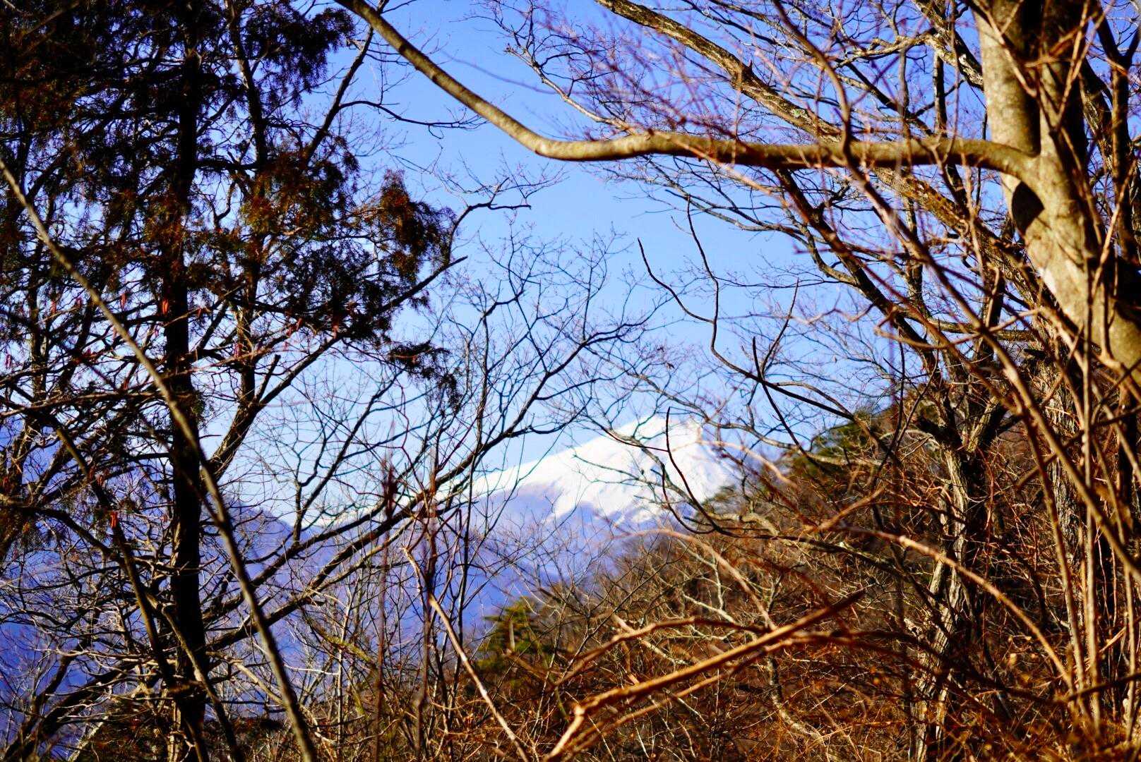 樹林越しの富士山。
