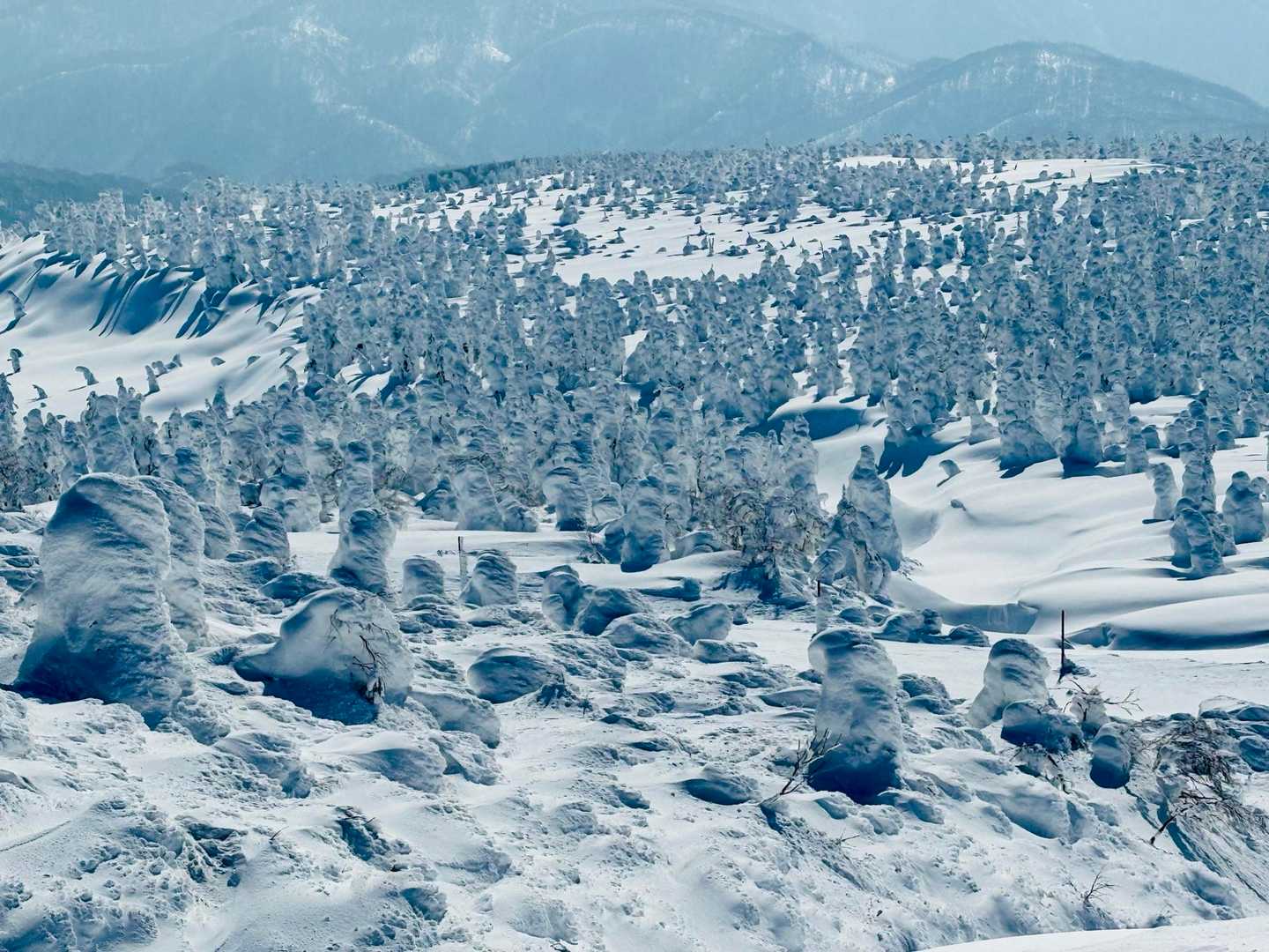 これこれ、これが撮りたくて下りてきたんだよ
山いっぱいのモンスターたち👻