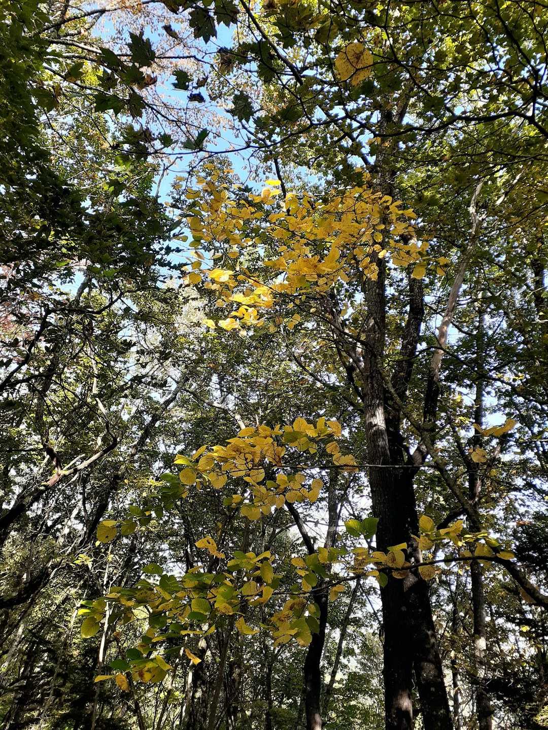 遠くから眺める紅葉🍁はそれなりに綺麗だけど・・・