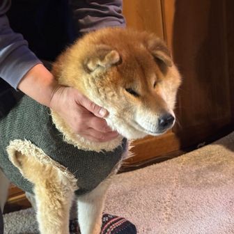 むにゅっとされたサンボちゃん…
ブサ可愛い😍