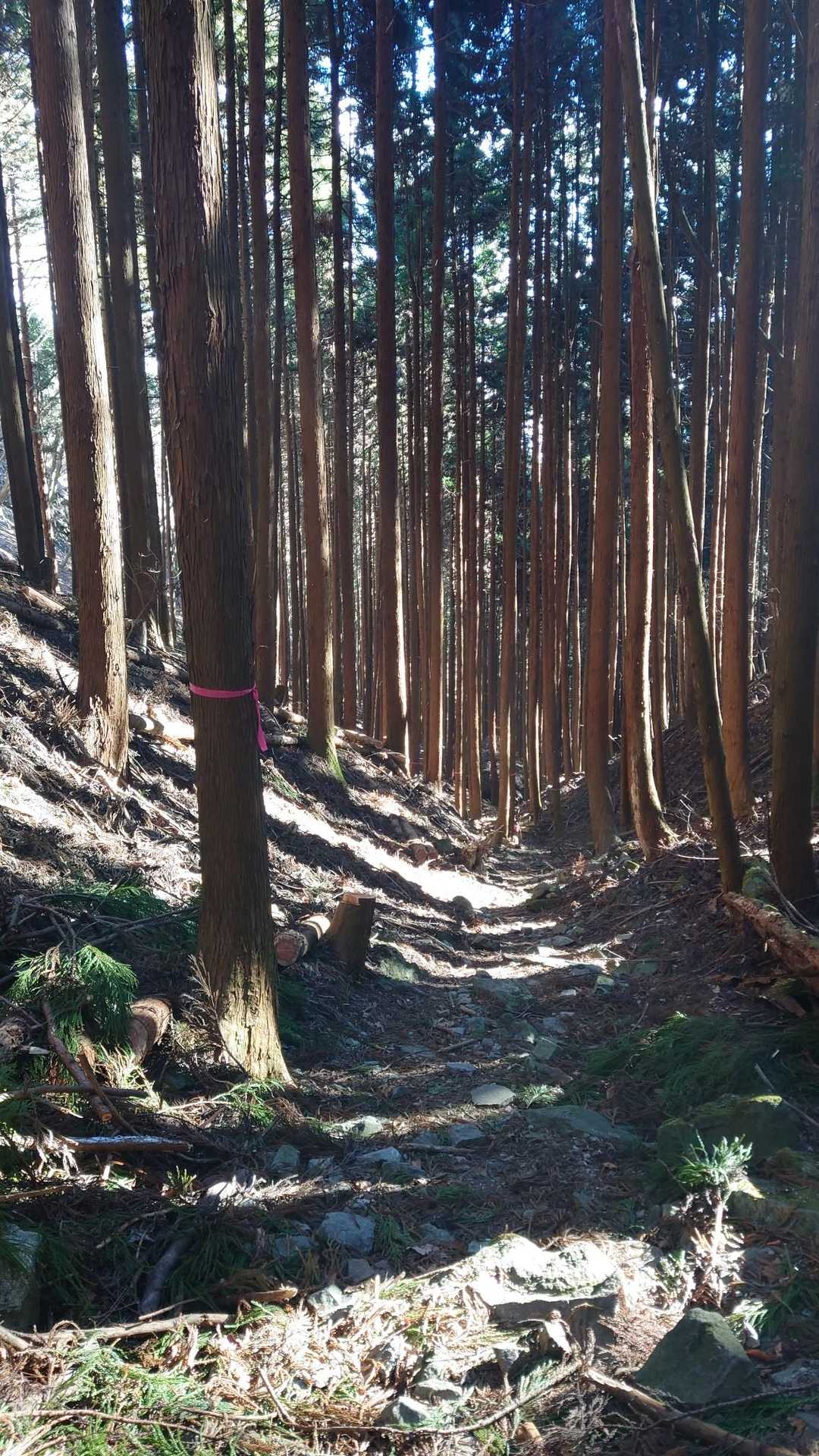ここまで来れば緩やかなくだり坂を歩くだけ〜