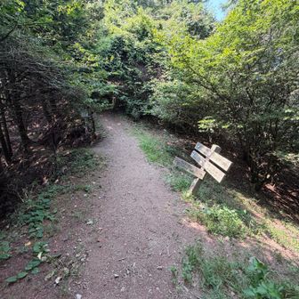 シラジクボの分岐です
今日はシンドいので、ここから下山