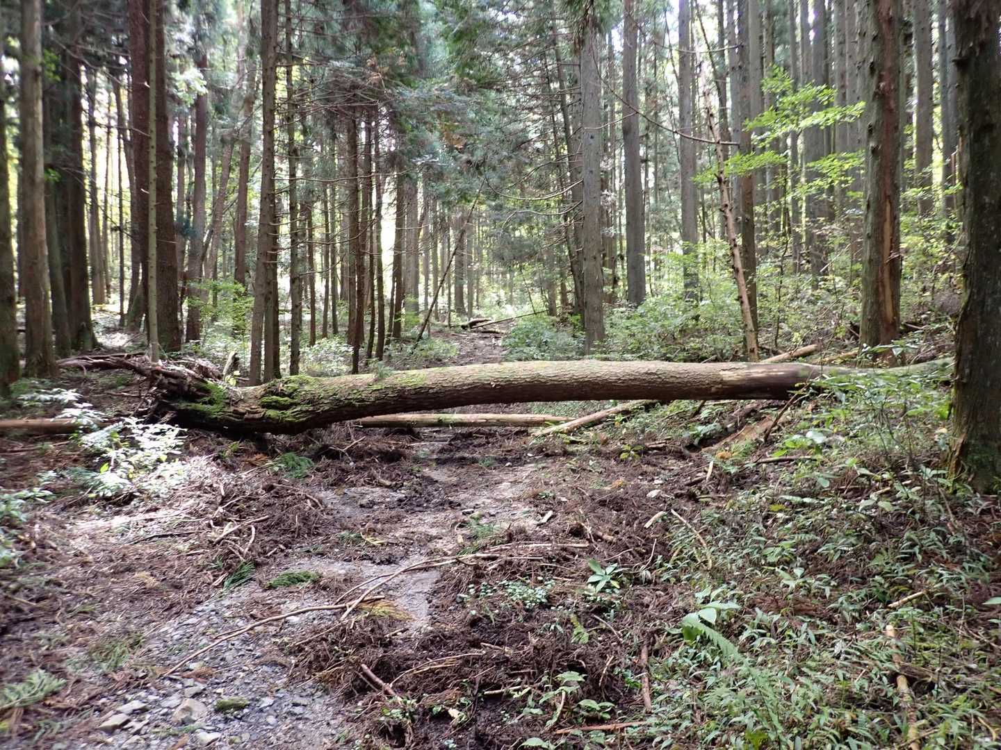 鬼ヶ城山 往復コースの写真