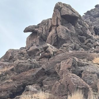 立派な角の鹿🦌と出会う