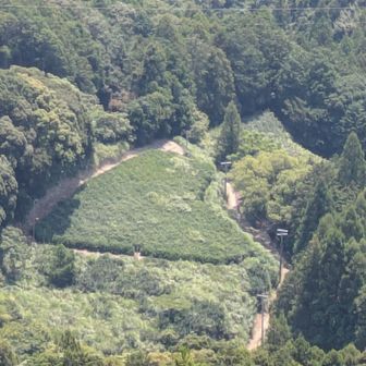 ハートの茶畑通過