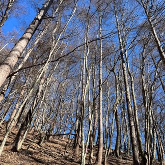 落葉が滑り、歩き難かったです。
