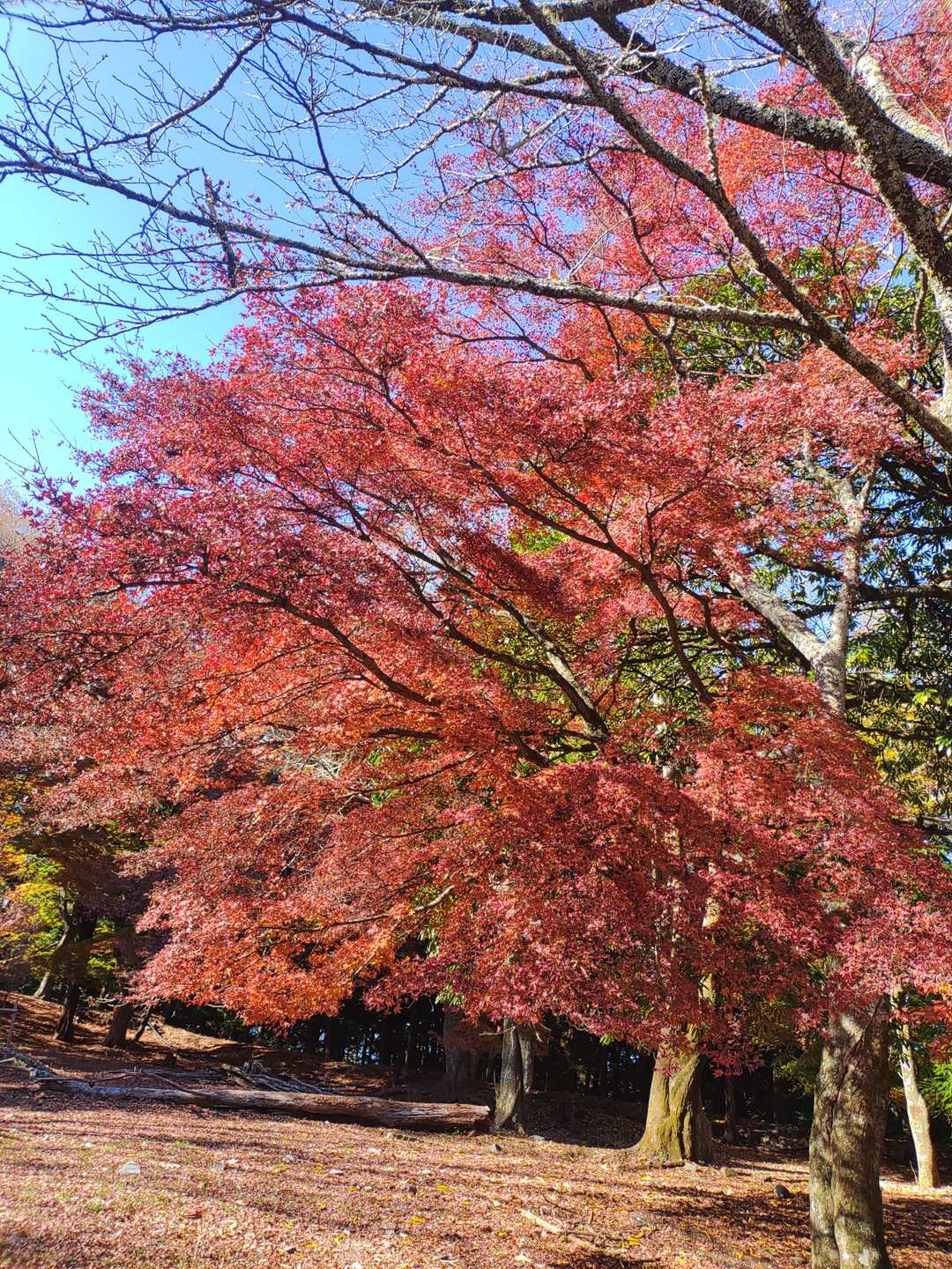 🍁