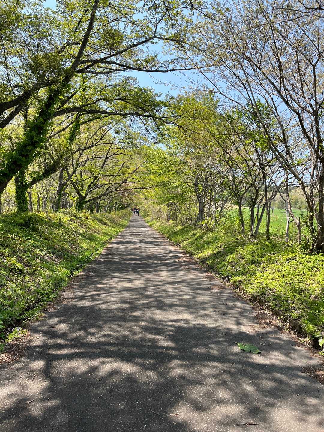 まずは桜の木の下を真っ直ぐ登る