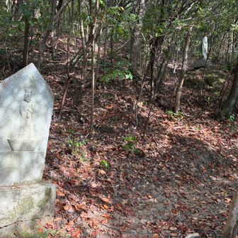 ここからは蜘蛛の巣以外は比較的整備された道を行きます