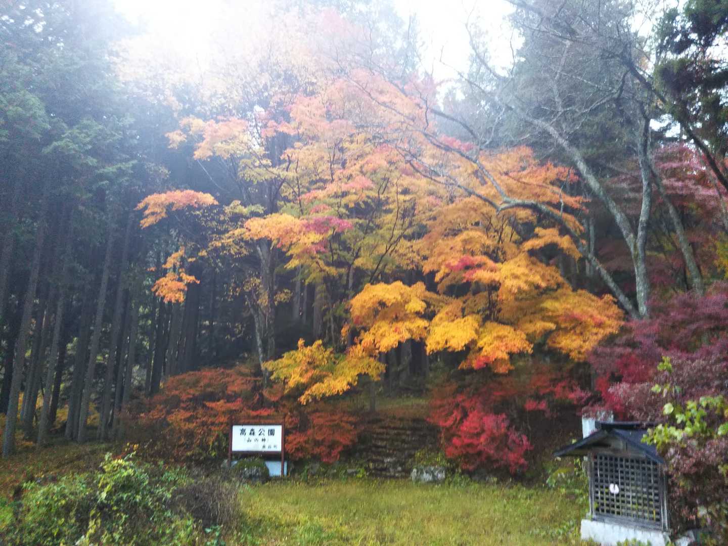 高森公園です。雨はパラついてます。紅葉がキレイ！