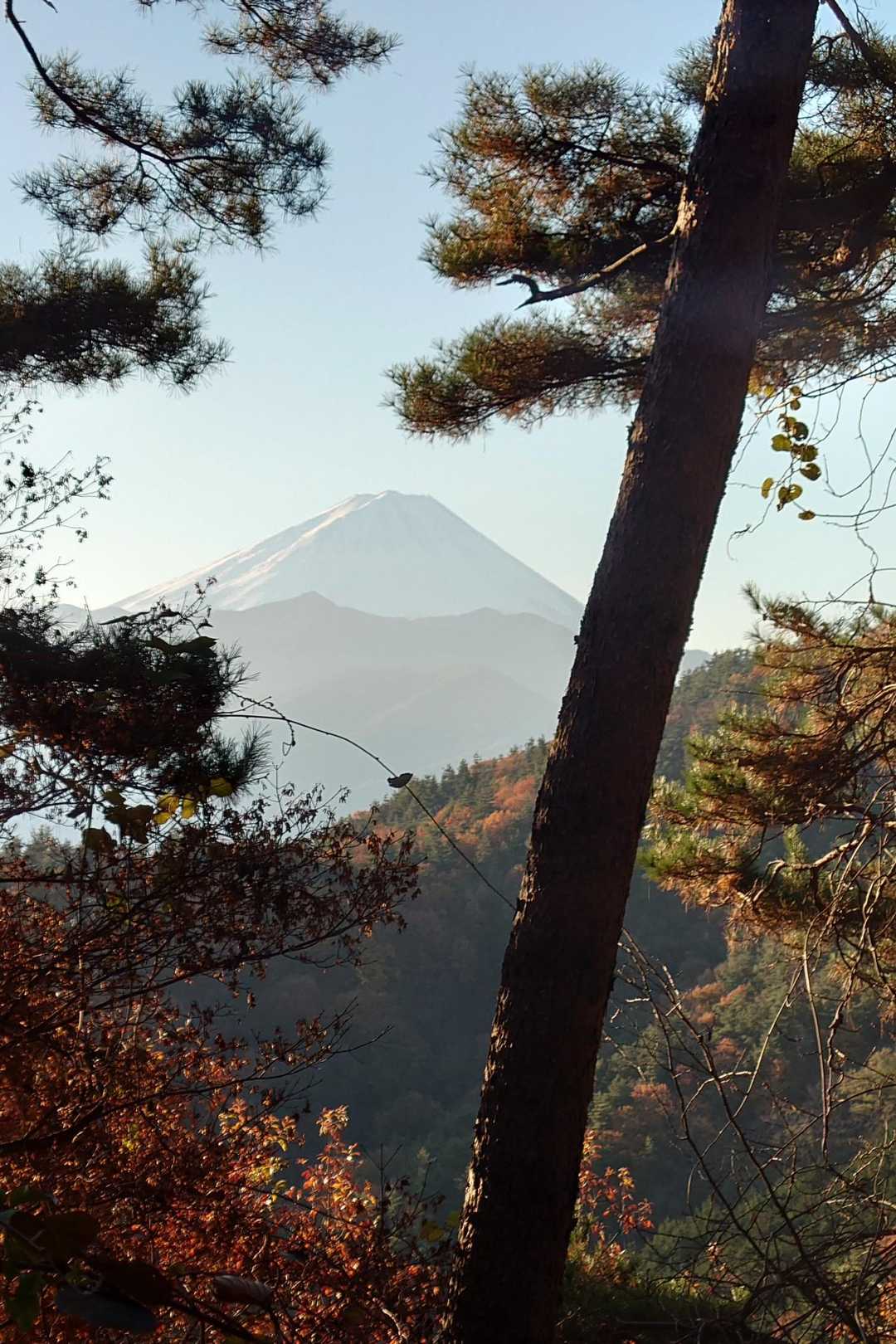 松の木と富士山🗻
お正月🎍のような光景ですね😃